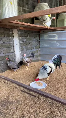 Pangeran Muda DGF Bali 👑🐔💚🥶 #DGF #dixgamefarm #breed #breeding #farm #farmlife #sweater #grey #silvergrey #moonwalker #rob #prince #pure #import #ayamimport #ayamphilipin🇵🇭 #usa #bali #fy #fyp #fypシ #viral #viralvideo #xcyzba 