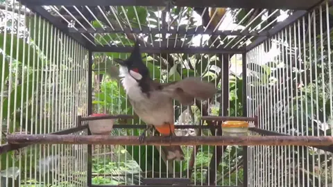 Chào Mào kích bổi hót đấu