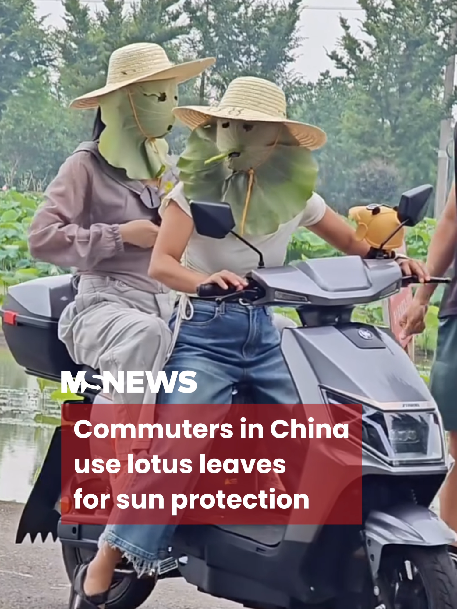 Who needs sunscreen when you’ve got lotus leaves? 🌿🚴‍♀️☀️#mustsharenews #tiktoksg #sgfyp