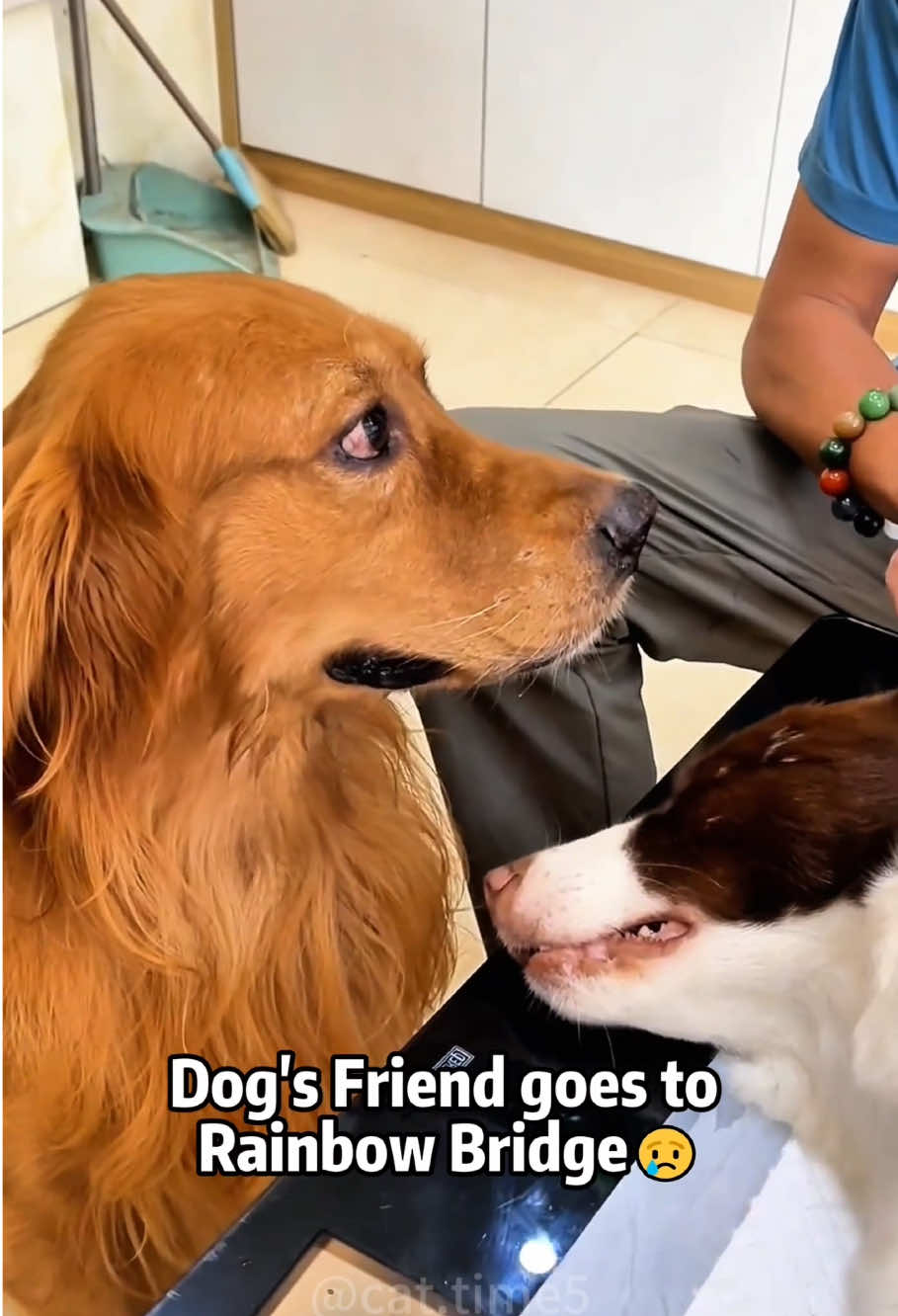 Poor dog burst into tears 😢#dog #dogs #dogsoftiktok #doglover #foryou #fyp #Love 