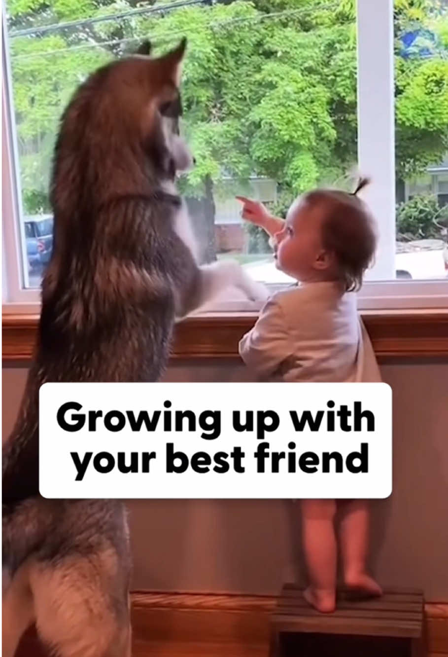 Dog and baby grow up together ❤️#dog #baby #pet #cute #bestfriend #tiktok #dogsoftiktok #foryou #usa🇺🇸 