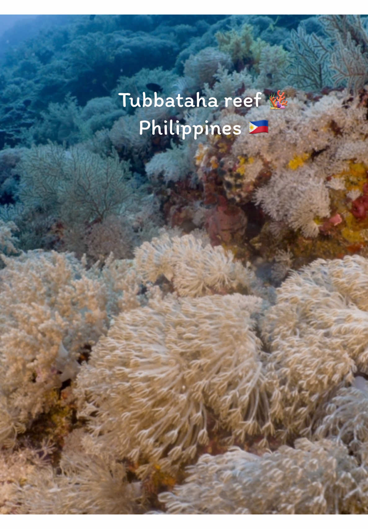 All beauty coral at  Tubbataha reef  🪸  #tubbatahareefsnaturalpark #krapokmaewtrips #philippines #vibe #scubadiving 