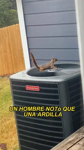 A squirrel keeps climbing up a man's air conditioner to cool him down.#animals #Foryou #Friendship #Us##squirrel 