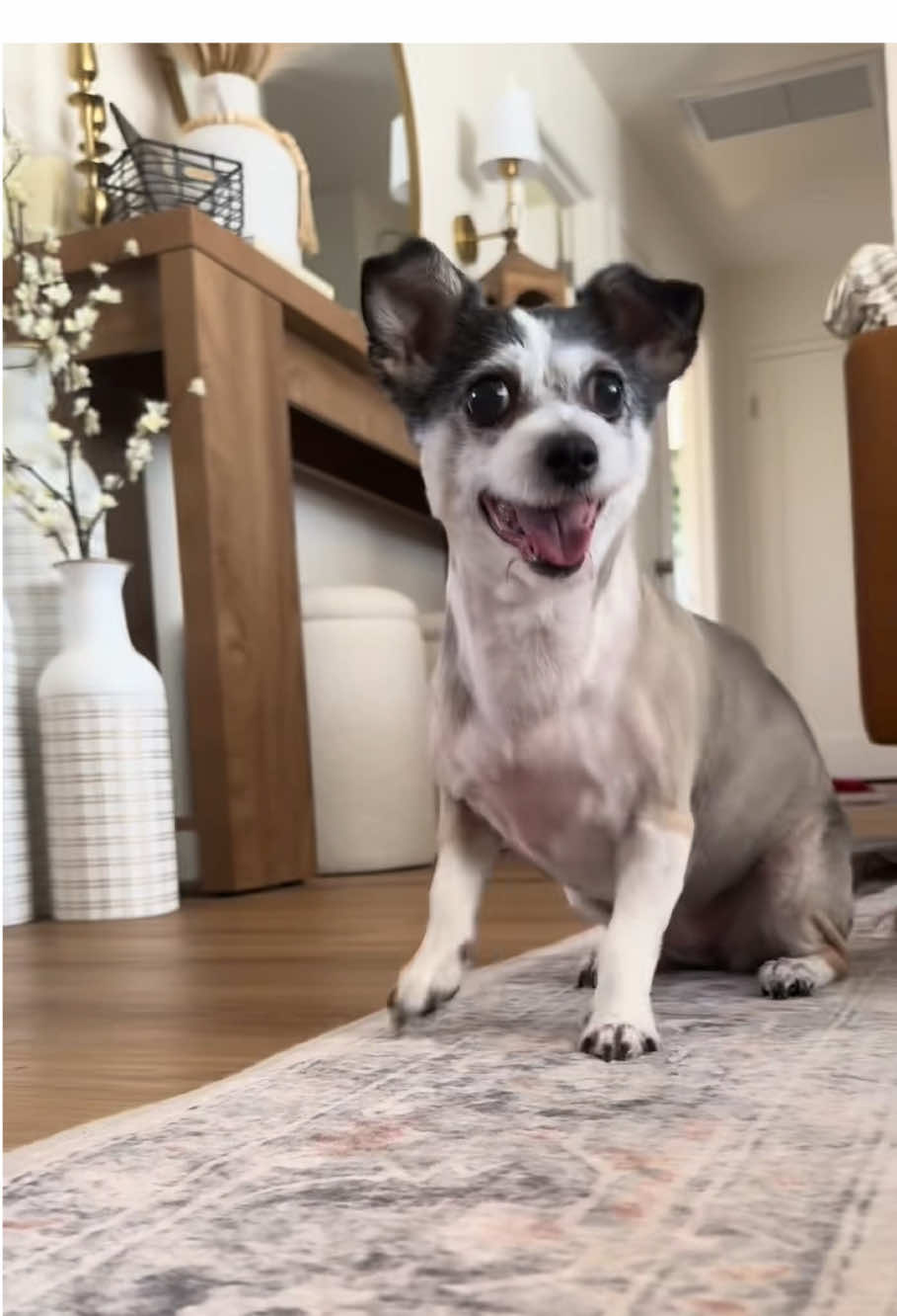 A dog’s mood is written on his face #funny #dog #fyp #funnydog #funnyvideo #foryou #haha #doglover #cute 