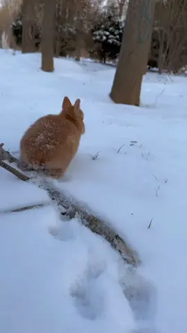 #douyin #tiktok #fpy #cute #cuterabbit #rabbits #lol #😂 #cat #china #wow 
