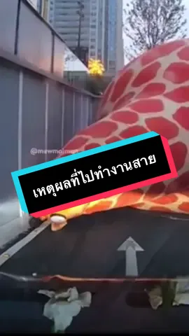พูดไปใครจะเชื่อ  #funny  #เทรนวันนี้  #ตลก    Cd giraffe cilp : mewmaiman