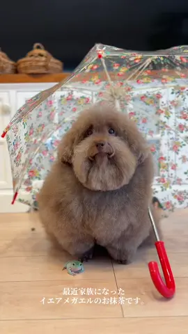梅雨嫌やなぁ #トイプードル #もふもふ犬 #dog #toypoodle #イエアメガエル #ヒカキンボイス 