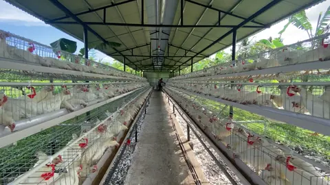 Start of our Layer Poultry Journey!  #fy #fyp #layer #farmlife #farm #poultry #success #tren #trending @tolentinojustine 