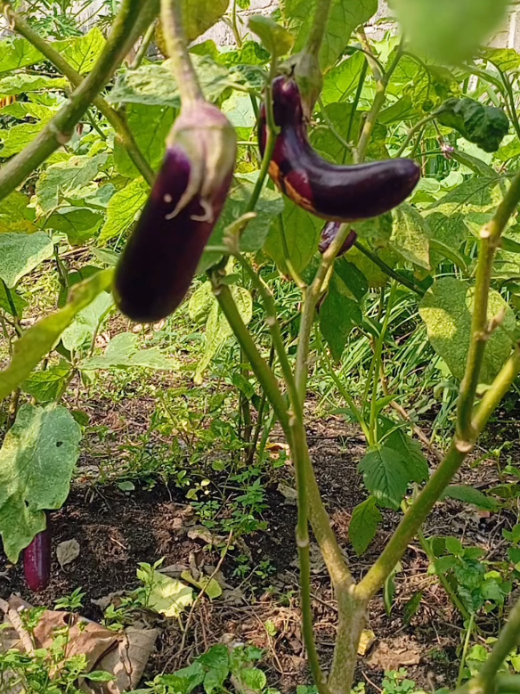 Inilah enaknya berkebun #kebunorganik #sayurorganik #pupukorganik #petaniindonesia🇮🇩🇮🇩🇮🇩🌿 #fypシ゚ 