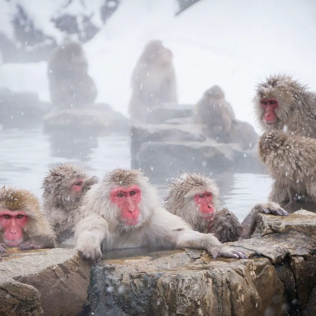 The Japanese macaques in Jigokudani, also known as “snow monkeys,” are the only monkeys in the world known to bathe in hot springs! During the chilly winters in Japan’s Nagano Prefecture, these clever monkeys soak in the natural onsen (hot springs) to stay warm—just like humans! They even have a social hierarchy for bath time, with higher-ranking monkeys getting first dibs on the warmest spots. 🐵♨️❄️ #monkeys  #fyp  #snowmonkeys 