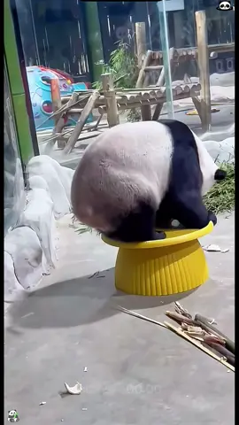 Funny Panda 🐼 That’s why they’re rare #panda #pandafunnyvideo #funny #fyp #tiktok #usa #cute #pandas 