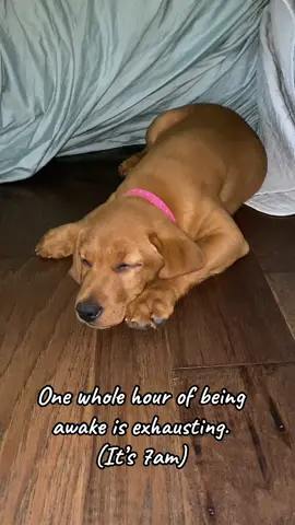 I’ve already run surveillance in the yard, flushed bunnies, jumped in the pool, cat watched, tested my voice, gone potty and eaten.  #sleepy #sleepypuppy #cutepuppy #foxredlab #yellowlab #labrador #labpuppy #naptime