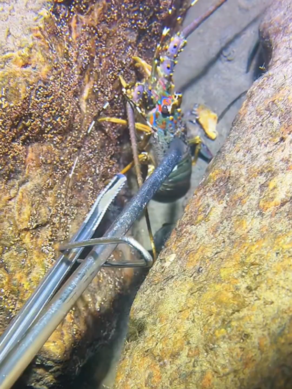 #diving #crab #catchthesea #seaside #seafood #fish #eel #lobster #seangsolofishing 