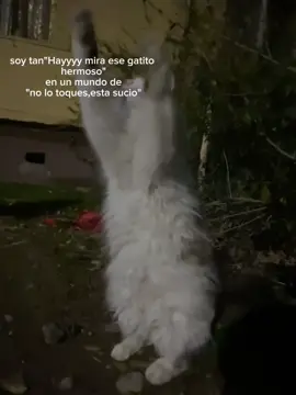#fyppppppppppppppppppppppp #viral #gatito