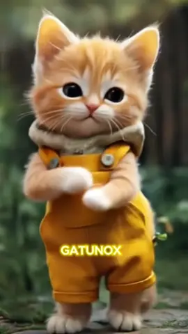Dancing cat #cat #dancecat #cutecat #catlover #cutedance #unitedstates