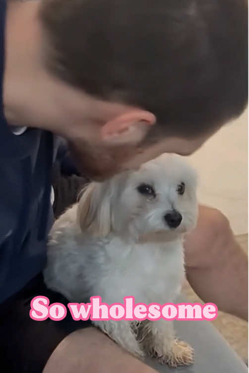So wholesome ❤️#foryou #fyp #tiktok #Love #usa #dog #doglover #dogsoftiktok #friends #tiktok #friendship #dogs #pet #cute #kiss 