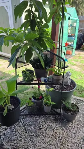 #aldi #finds #yes #again #cant #get #enough #plant #shelf #pots #for #cheap #but #great #planters #zone9b #centralflorida 