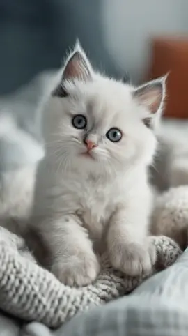Adorable kitten knows how to freak you out! 🤣❤️ Cute baby cat will make you smile! #trynottolaugh #cutecat #cat #cutekitty #catmom #funnycat #adulting #adultingishard #momlife 