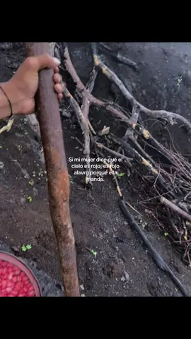 #alavrg