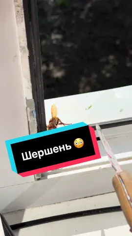 Кажется он в конце жалом шевелил ?😳😳😳
