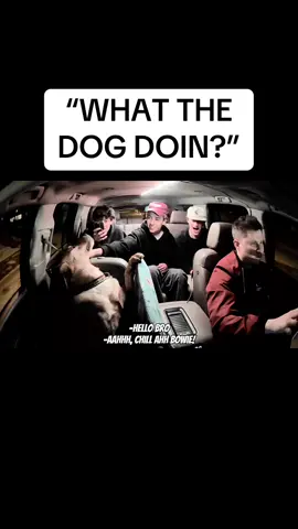 The paws of approval 🐾 @theuberdog2 @Dangle_It @Pet Releaf @Get Joy Food #dogsoftiktok #theuberdog #colorado #doglover #cuteanimals #bouldercolorado #puppies #uberdog 