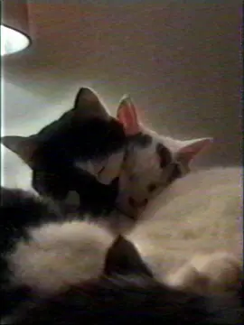 #catsoftiktok #cattok #cat 