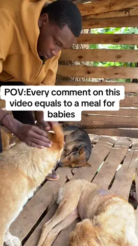 Every comment on this video equals a meal for our babies please donate towards food 🙏🙏 #fyp #dogs #foryoupage #usa #dogsoftiktok #dogsofuk #do #help #hanningtondogsshelter #goviral 