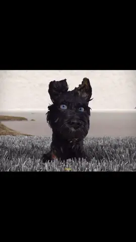 “ good boy ” why do I identify with fictional animals..?💔#CapCut #fantasticmrfoxedit #fantasticmrfoxash #isleofdogs #isleofdogsedit #fyp #foryour 