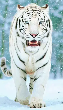 Fond d'écran épique live 4K: White tiger in the immaculate snow, beautiful wildlife encounter #tiger #tigerking #4k #snow #predator #wildlifephotography #wallpapers #wallpaper #livewallpaper 