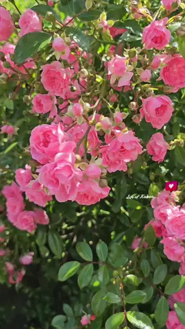 আমার মৃত্যুর পর..✍️💌 #tik_tok #virals #foru #for #foruyou #shorts #london #flowers #londonlife #lifeofkakon 