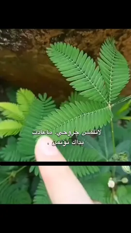 اسمها النبته الخجوله  او ((المستحيه))  سبحان الله العظيم الذي ابدع في خلقه❤️ . لا تلمس قلبي.. فـ يداك ما عادت  تؤتمن... #مجرد________ذووووووق🎶🎵💞  #ahmad_love_jordan  #ahmad_lov_jo 