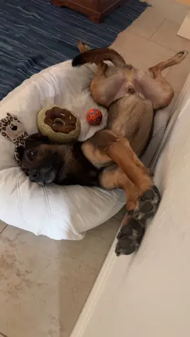 I mean… don’t strain yourself.  #fyp #dog #dogsoftiktok #funnydog #mailinois #dognap