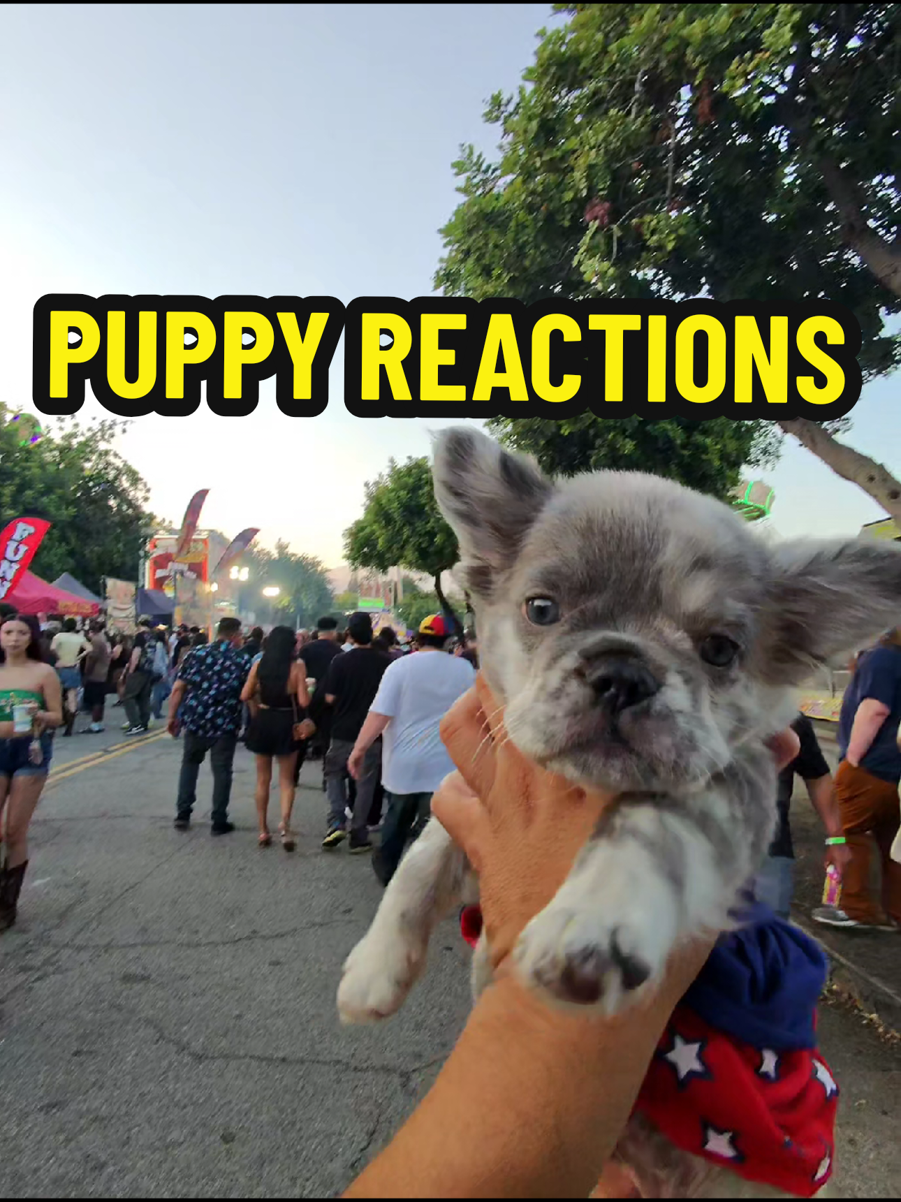 I love meeting you guys! 🥰 It makes my day when you come up and say hello.  I'm always happy to chat and introduce you to my furry little frenchies. 🐶 They love the attention almost as much as I do!  We're usually just strolling around the neighborhood, enjoying the sunshine. ☀️  So don't be shy!  Come say hi if you see us. 👋  It really means a lot to me. 🤗#dogwalk #frenchie #neighborhoodlove #fanlove #makingfriends