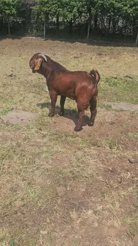 Karibu Kenya Karibu Olakira #kalahari #breed #goats #breeding #kalahariredgoatfarming #naroktiktokers👐 #maasaitiktokers #fyp 
