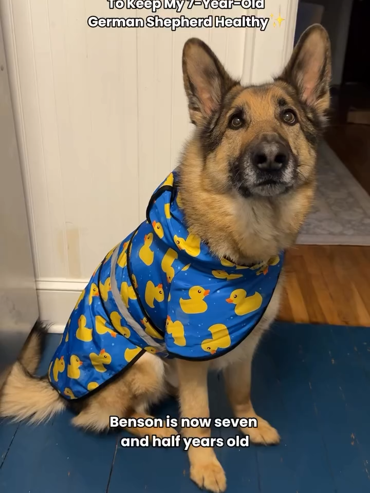 Adding @bestboybenson’s routine to our inspo board ASAP ✅ #PetParent #ZestyPaws #PetCare #Dog #DogTok