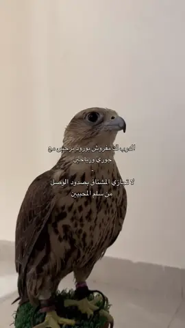 الوصّل من سلم المحبّييين❣️#محمد_ال_دلبج #الوليد_ال_عامر | @TikTok اكسبلور؟