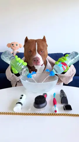 Choco’s Morning routine 🙌