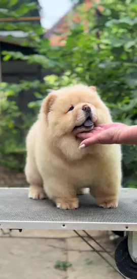 🤍🍼 the cutest baby girl 🤍🍼  . 🤩 Jovana, 2 months old 🤩 . #chow #chowchowdog #chowchowlover #chowchowpuppy #chowchow #chowchowlife #pets #puppy #dog #puppiesonly 