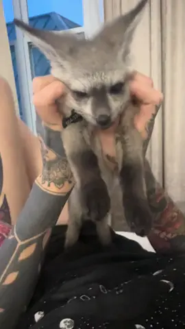 Hi I’m batty and I’m a 7 week old bat eared fox! Follow my TikTok for more cuteness #batearedfox #fox #foxmama 