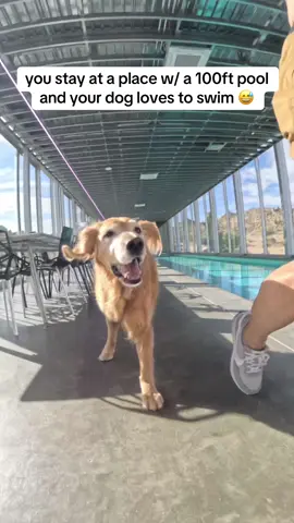 Nala staying at a luxury rental with her bf @Brodie The Goldendoodle Swimmies, stomps, and sock thievery. All in a day’s work for Nals