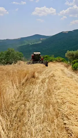#agricolturaitaliana🚜 #mietitrebbia3350 #basilicata #italy🇮🇹 