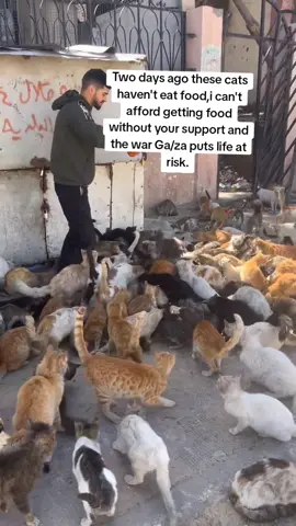 I need enough quick support to get enough food for both shelters cats and these I feed on streets. #calover #Abulmusa #feeding #homeless #cats #streetlife #catrescuer #helpmeplease #support #catlifecare #onmission #savecats #strays 