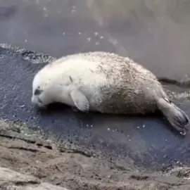 #seal #seals 