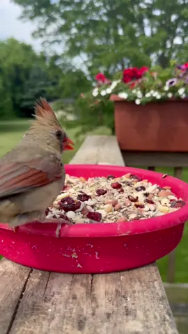 Comment “I love birds” if you’re into that sorta thing 😏❤️  #bird #birdwatching #wildbirds #birding #birdfeeder #birds #birdfeeding #birdsounds #birdtok 