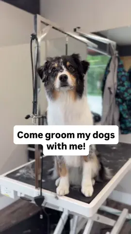 What do you think? 😁 ⚠️ I’m a professional groomer. I don’t recommend using scissors or clippers on your dog if you aren’t educated or comfortable in using them. Accidentally harming your dog while grooming can make it extremely difficult for them to trust a groomer in the future.  P.S. Aussies have a double coat which naturally regulates their body temperature in the heat and cold. Shaving it isn’t recommended because it can make them hotter in the summer (and sunburn) and colder in the winter and it destroys their natural coat, causing it to grow back rough and sometimes with bald patches. Ask for a tight outline trim and a de-shed instead! Products: @chrischristensensystems Whitening shampoo @Hempz Herbal shampoo and conditioner #aussie #australianshepherd #aussieshepherd #dogmom    #doggrooming #doggroomer