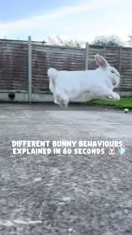 #cuteanimals #teddiethebunny #PetsOfTikTok #Bunnytok #buntok #pettok #bunniesoftiktok #foryoupage #fyp #bunnylove #minilop #minilopbunnies #foryou 