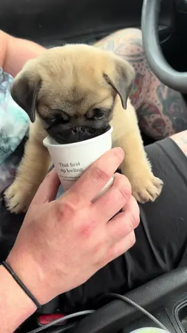 Buck and his pup cup 🥹#pug #pugsoftiktok #puglife #puppy #baby #dog #dogsoftiktok #cutebaby #asmr #pupcup 