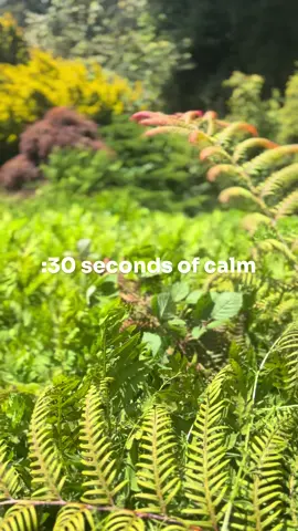 Good afternoon. Enjoy :30 seconds of calm meditation. #calm #studioghibli #meditation #jazz #ambient #goldengatepark #gardensbythebay #gardensofinstagram 