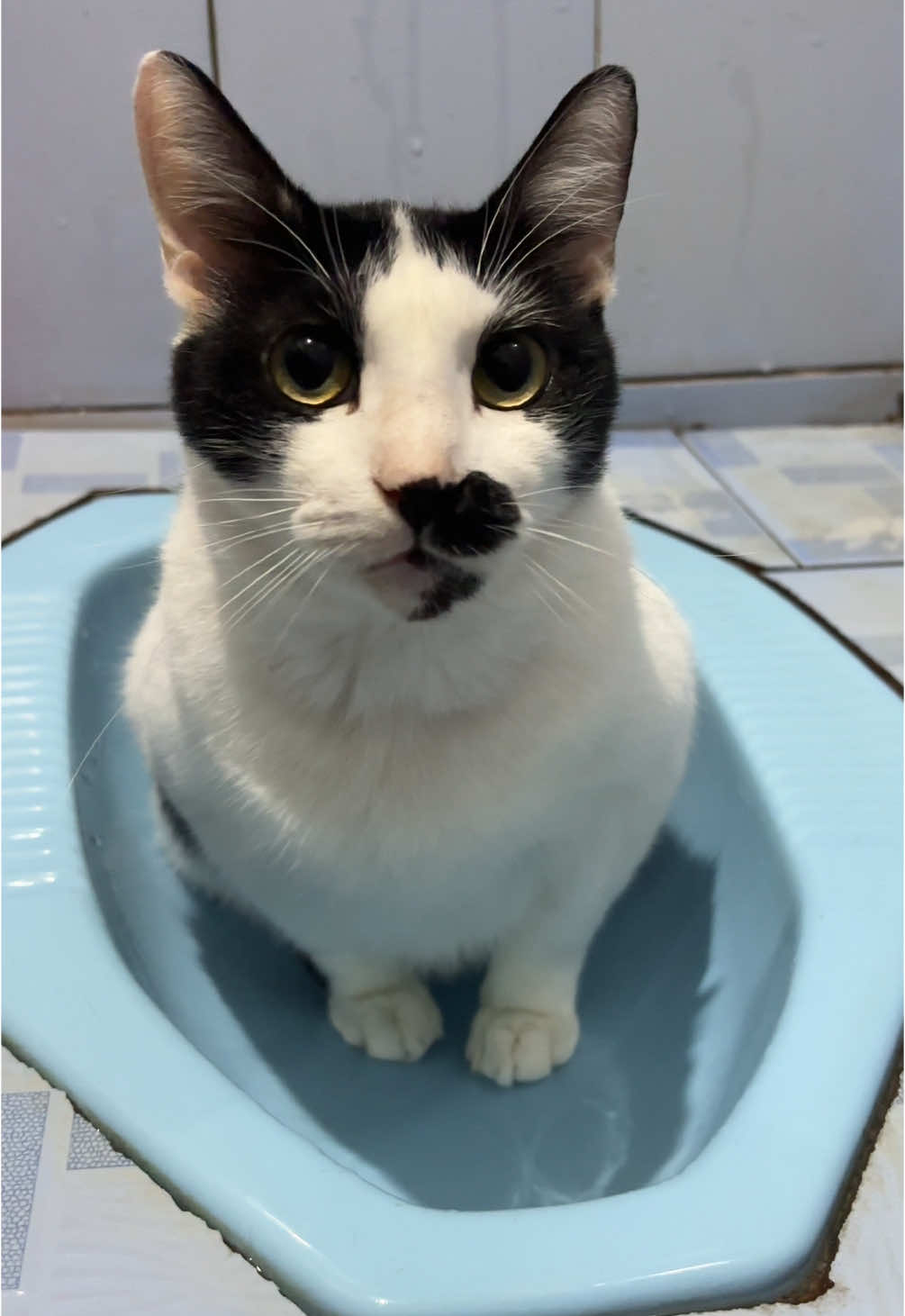Kebelet versi si sapi😂#kucing #fyppppppppppppppppppppppp #fypage #fyp #kucingtiktok #catsoftiktok #kucinglucu 