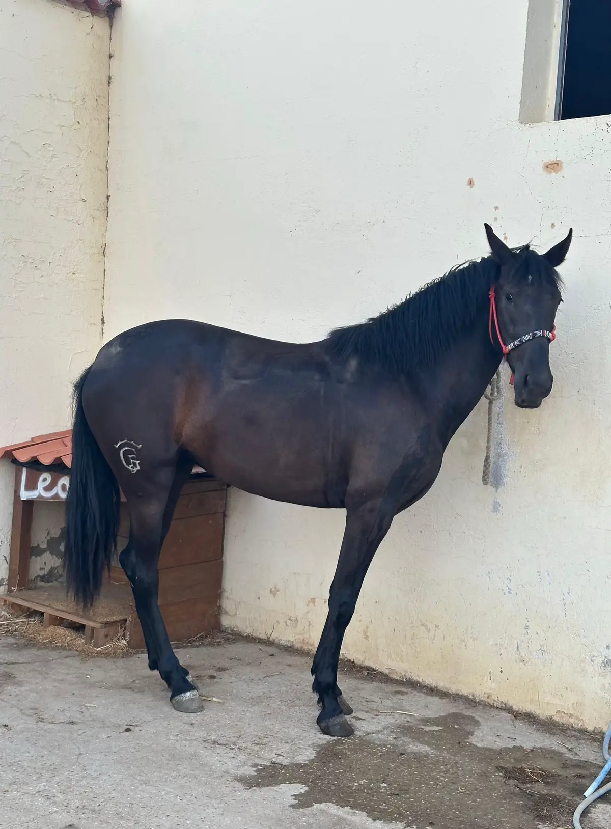 #Saeta #pre #caballos #domavaquera  @𝐒𝐆 